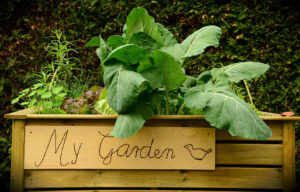 Gardening Solutions for the Disabled