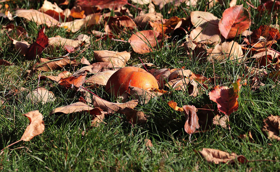 autumn gardening gardener Rotherham Doncaster sheffield