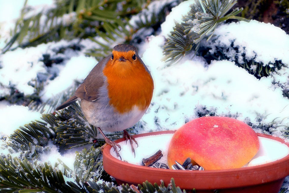 gardening in winter months