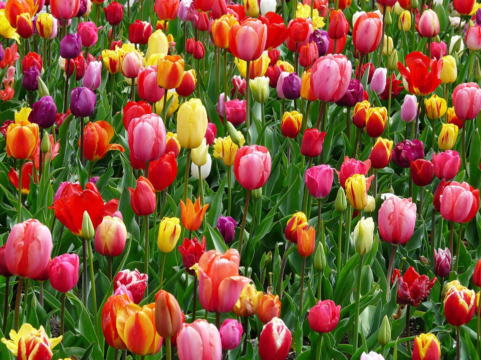 spring flowers gardener Rotherham